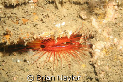 Cool Anemone
on th US Coolidge by Brian Naylor 